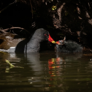 Redwell   26 05 2020   D500   Les 179.jpg